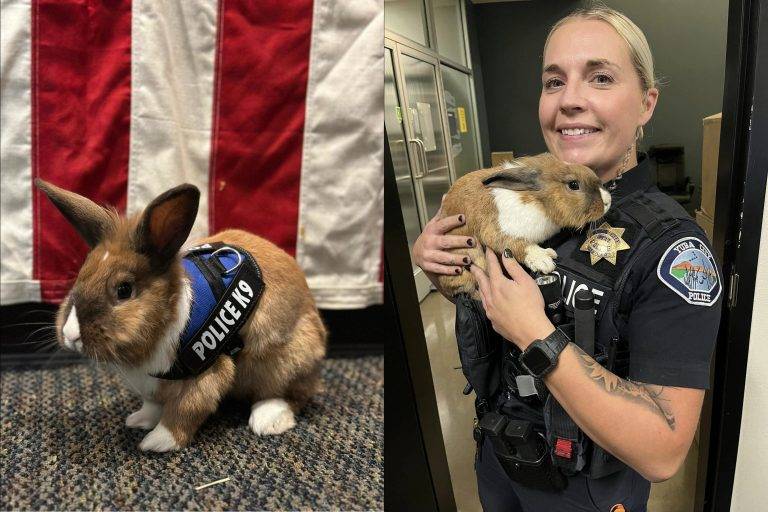 Yuba City Police Introduce New Wellness Officer: A Rabbit!