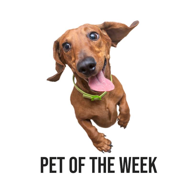 Pet of The Week