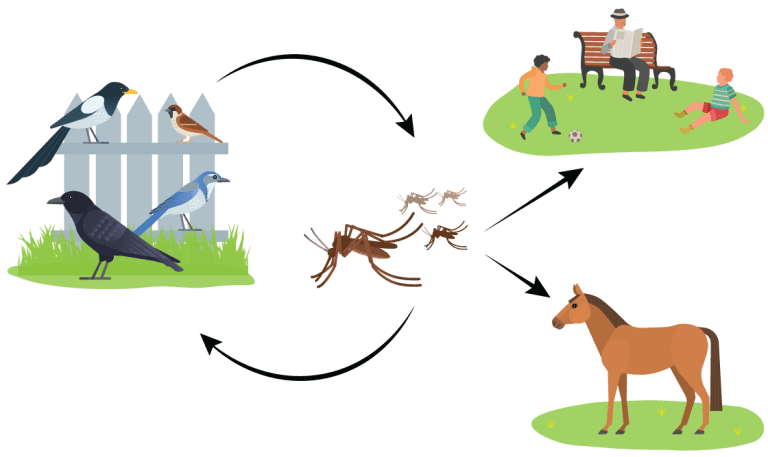 West Nile Virus Confirmed in Colusa County