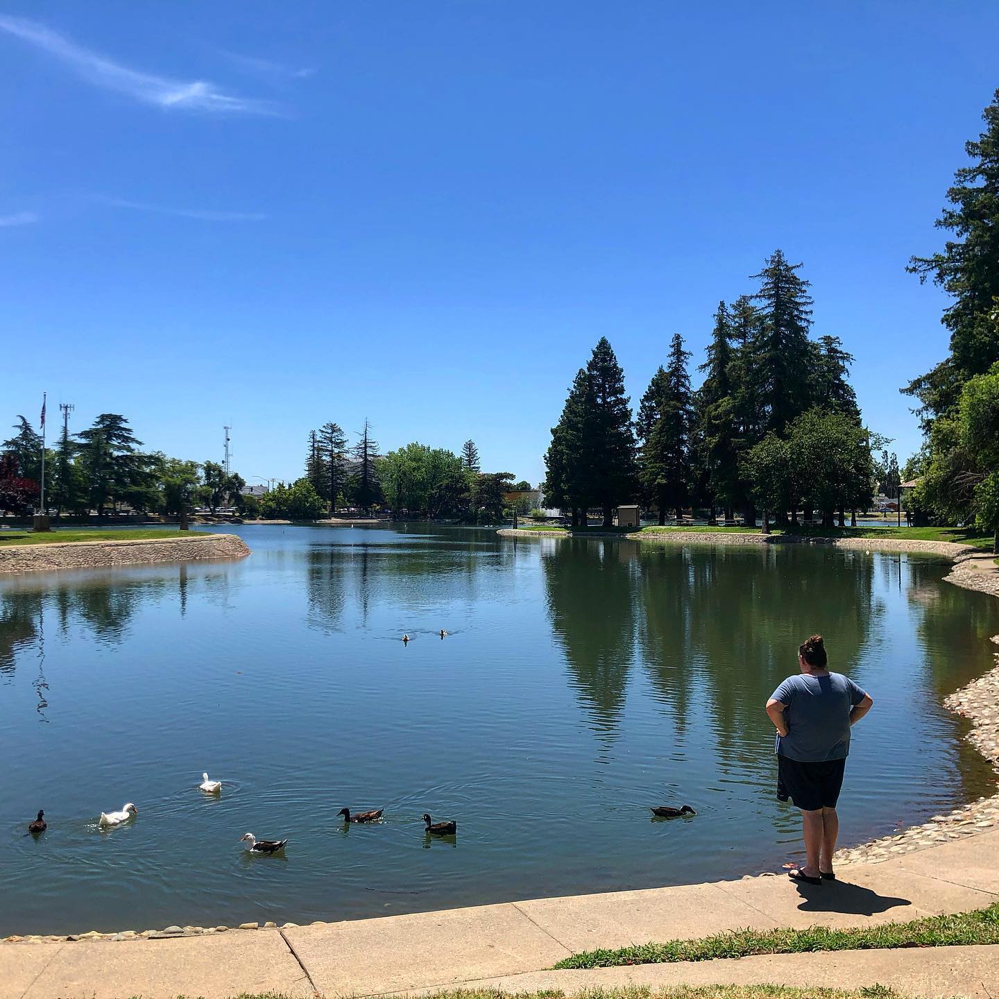 Ellis Lake Aquatic Herbicide Treatment Begins Today – KUBA