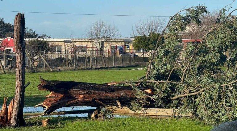 Falling Trees Kill Three in NorCal Including Yuba City Man