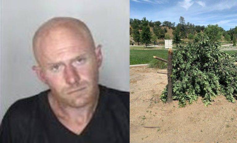 Oroville Transient Arrested for Tree Attacks