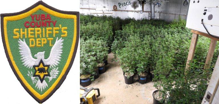 Yuba County Deputies Assist in Massive Calaveras County Cannabis Bust