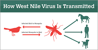 Butte County Reports Second Human West Nile Virus Infection