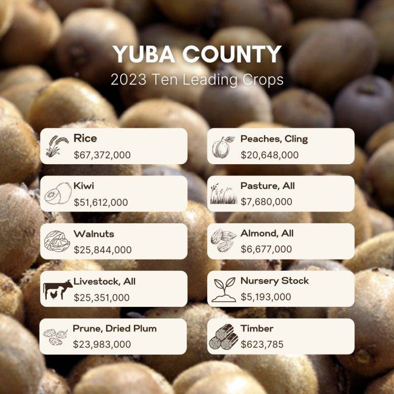 Yuba County Crop Value Up 4%