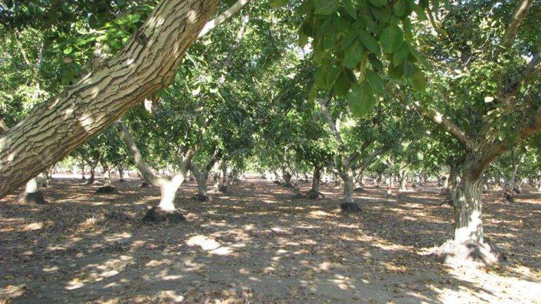 Yuba-Sutter Walnut Buying Period Begins Today